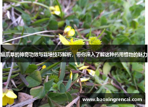 猫爪草的神奇功效与栽培技巧解析，带你深入了解这种药用植物的魅力