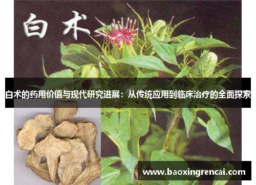 白术的药用价值与现代研究进展：从传统应用到临床治疗的全面探索